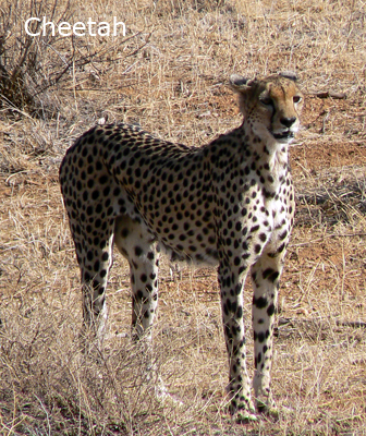 cheetah